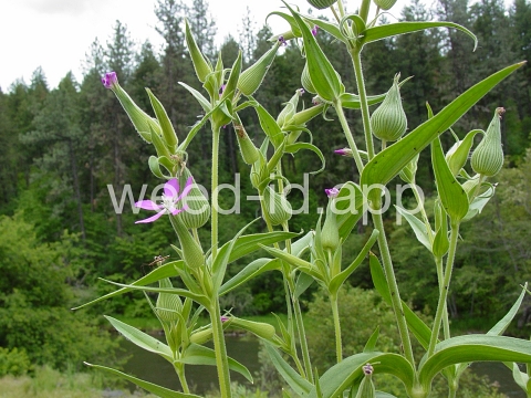 catchfly, cone